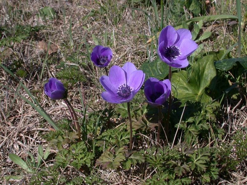 Anemone coronaria /  Anemone dei fiorai